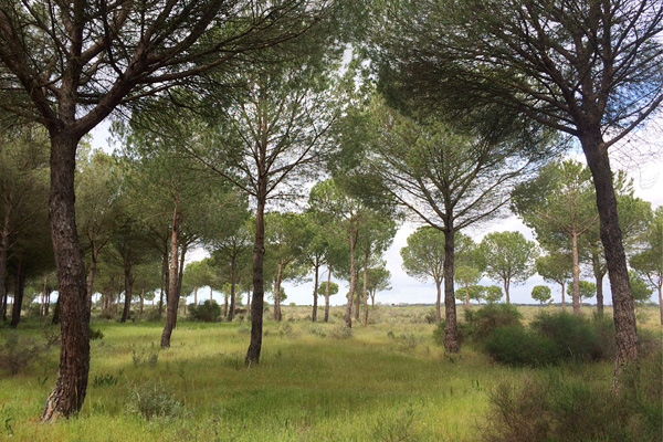 Parque Nacional Doñana