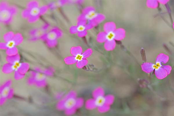 Parque Nacional Doñana flower