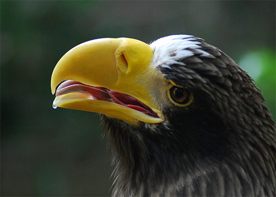Steller's Sea Eagle close-up by Pen Waggener