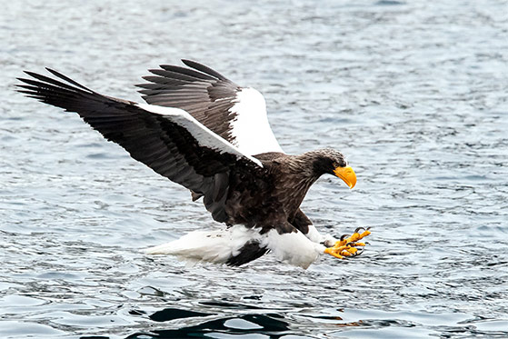 Steller's Sea-Eagle by Julie Edgley
