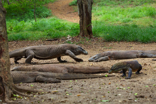 Komodo Dragon