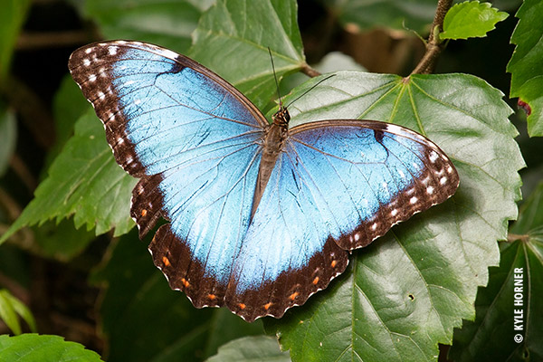 Blue Morpho butterfly taken by Kyle Horner
