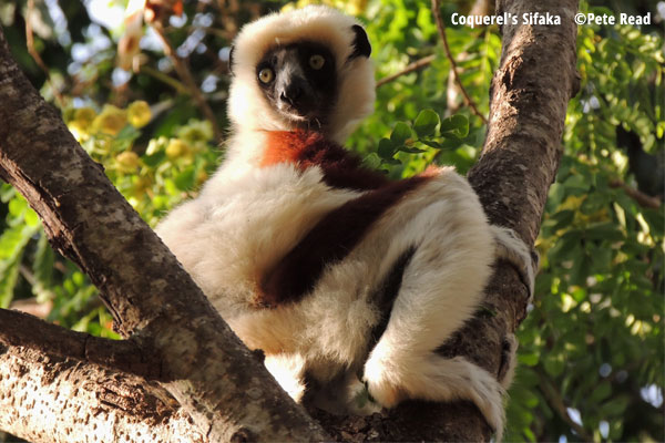 Coquerel's Sifaka