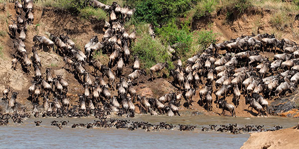 Great Serengeti Migration