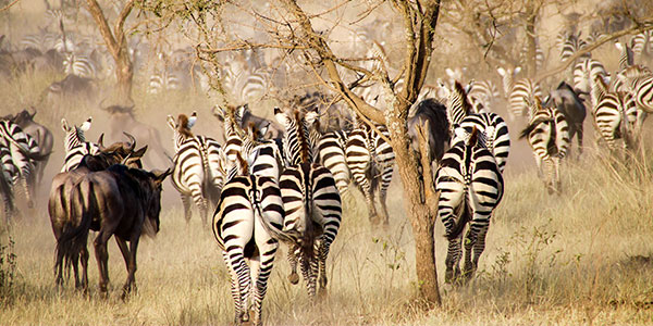 Zebras and wildebeest during the big migration, Serengeti National Park, Tanzania