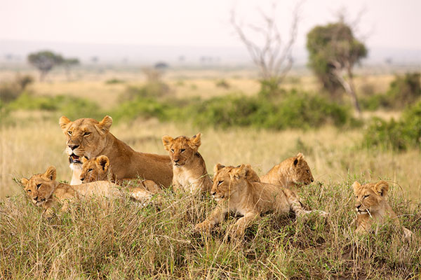 African Lions