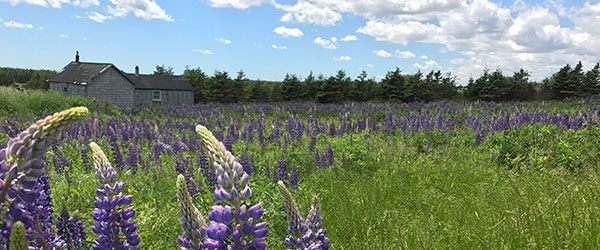 Lupins PEI