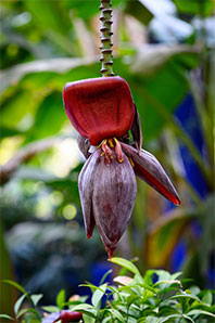 Orchid at Majorelle