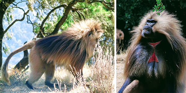 Gelada Baboons Ethiopia