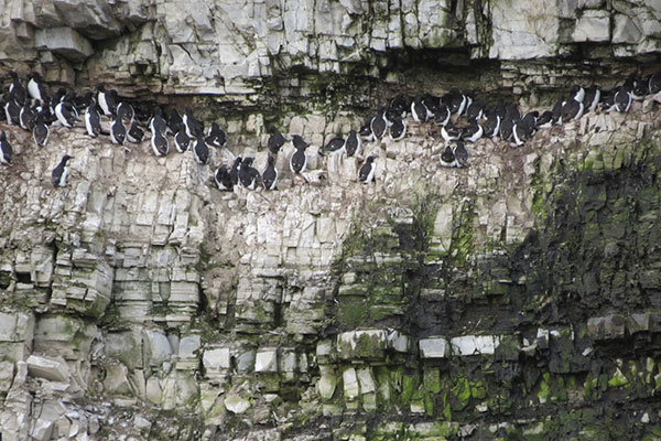 Murres