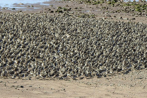 Semipalmated Sandpipers 