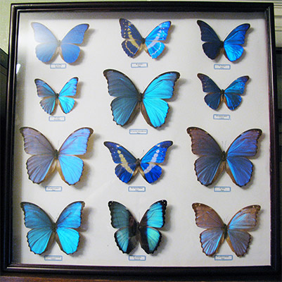 Morpho collection photo credit Anaxibia