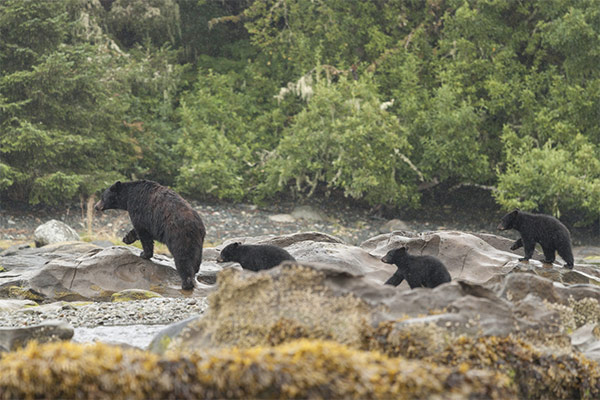 Family of black bears (Credit_ Destination BC)