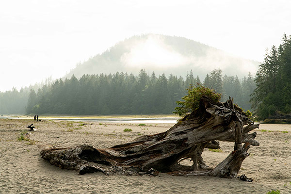 Beach and driftwood, San Josef Bay