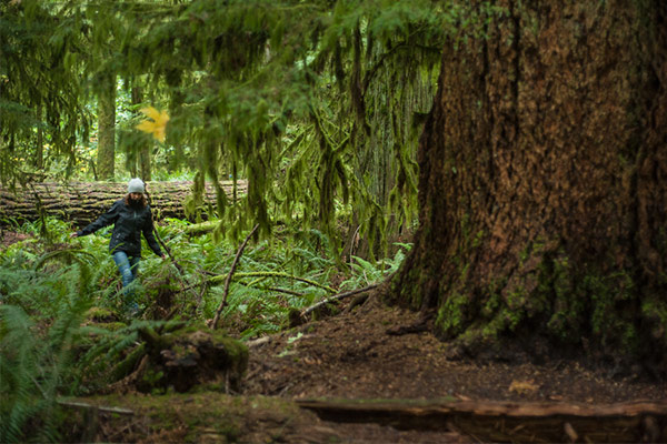 Forest hiking