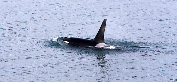 Orca