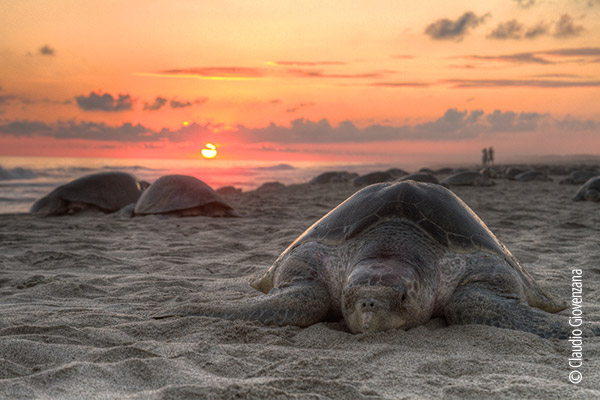 Olive Ridley Sea Turtles by Claudio Giovenzana