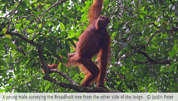 orangutan breadfruit