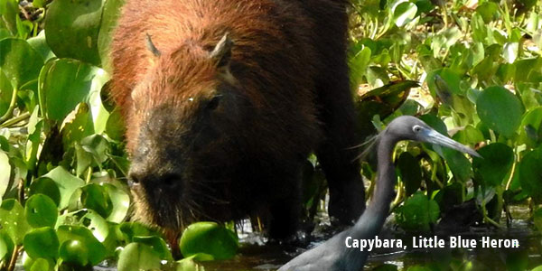 pete read Capybara, Little Blue Heron