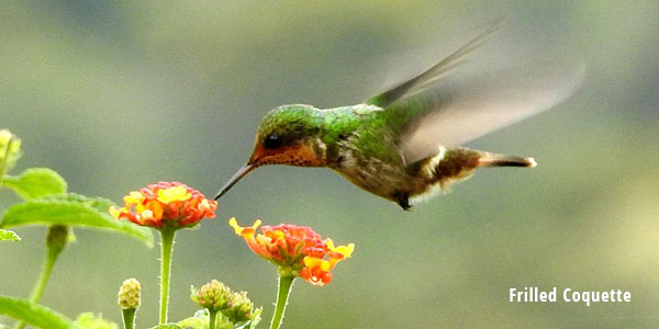 Pete Read Frilled Coquette