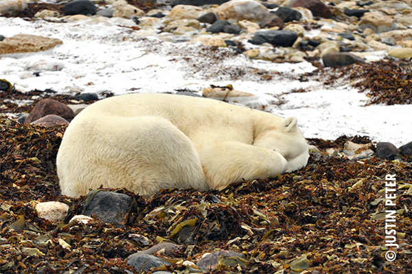 Polar Bear Justin Peter