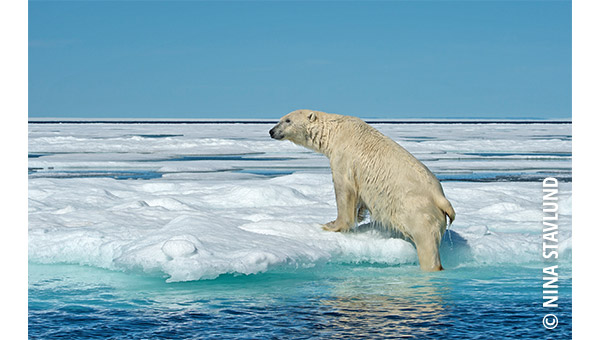 NINA STAVLUND POLAR BEAR