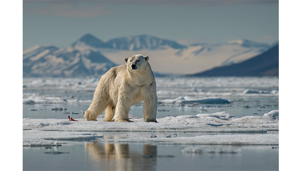 polar bear