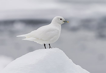 ivory gull