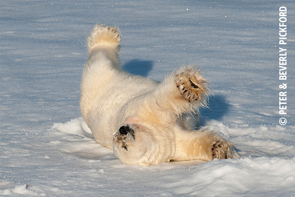 polar bear Peter & Beverly Pickford