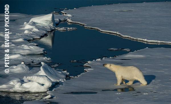 polar bear Peter & Beverly Pickford