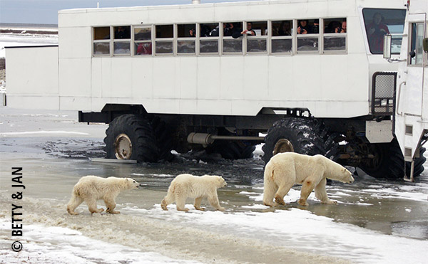 POLAR BEAR QUEST NATURE TOURS