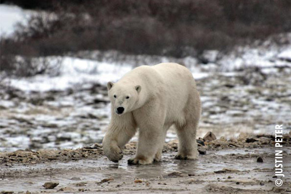 polar bear justin peter