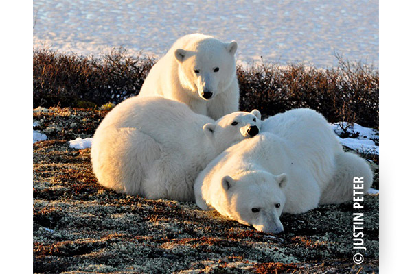 polar bear justin peter