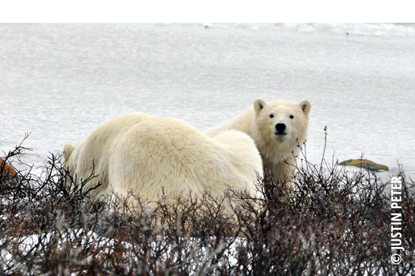 polar bear justin peter