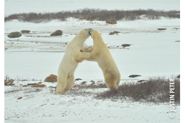 polar bear justin peter