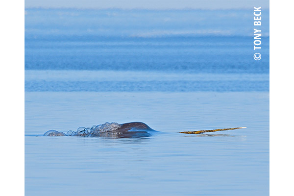 Narwhal Tony Beck