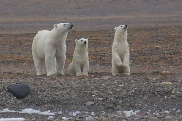 Polar Bears