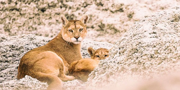 Patagonia Puma