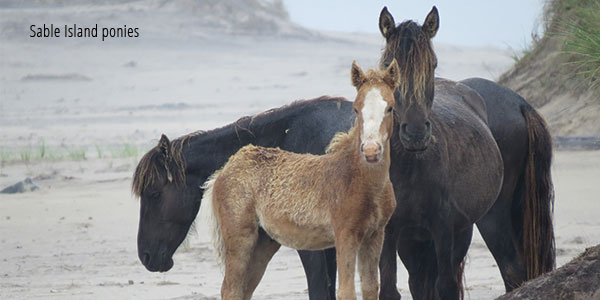 Sable Island ponies