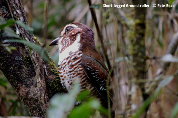 Short-legged Ground-roller