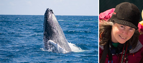 Humpback whale, Sherry Kirkvold