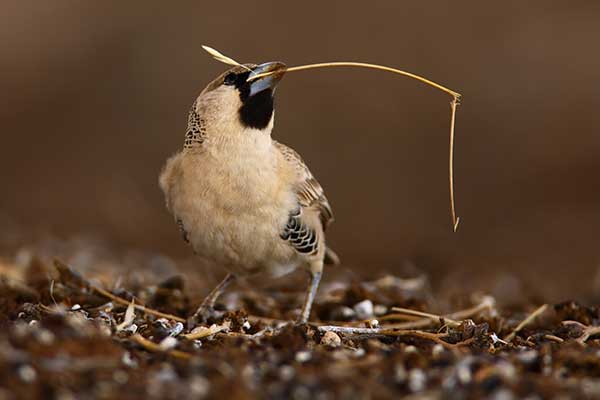 Sociable Weaver