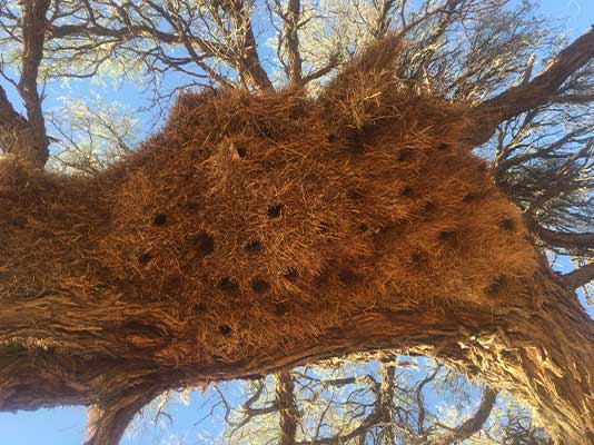 Sociable Weaver nest from below