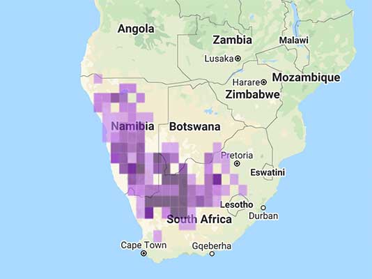 Sociable Weaver range map eBird