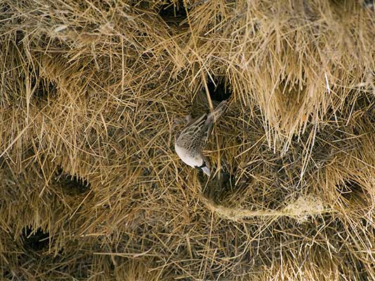 Sociable Weaver