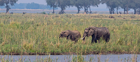 Zambia elephants