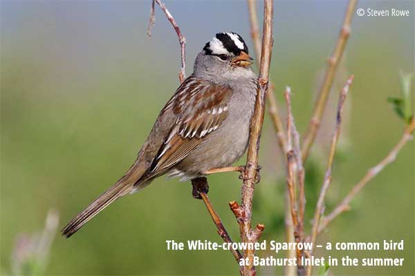 White-crowned Sparrow