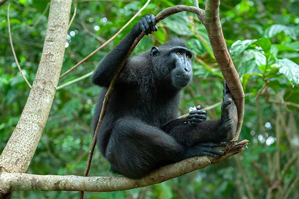 crested macaque