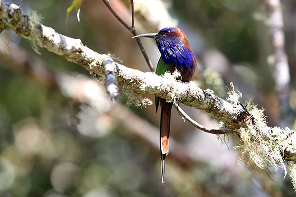 Purple-bearded Bee-eater