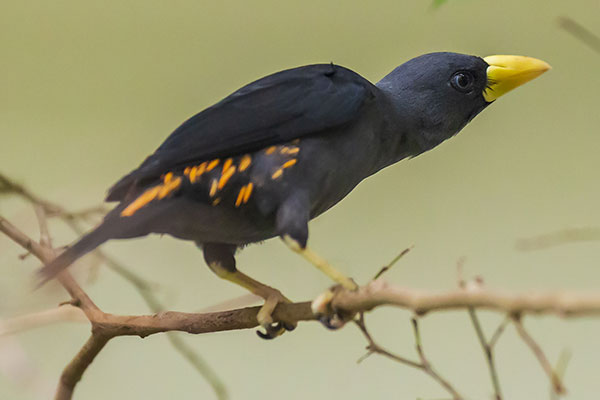  Grosbeak Starling